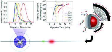 Graphical abstract: Polyacrylamide gel electrophoresis of semiconductor quantum dots and their bioconjugates: materials characterization and physical insights from spectrofluorimetric detection