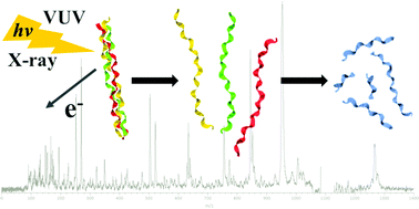 Graphical abstract: Single-photon absorption of isolated collagen mimetic peptides and triple-helix models in the VUV-X energy range