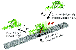 Graphical abstract: Rate constants, processivity, and productive binding ratio of chitinase A revealed by single-molecule analysis