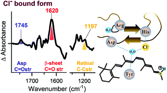 Graphical abstract: “In situ” observation of the role of chloride ion binding to monkey green sensitive visual pigment by ATR-FTIR spectroscopy