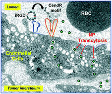 Graphical abstract: Targeted drug delivery using iRGD peptide for solid cancer treatment