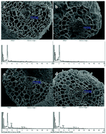 Graphical abstract: Arbuscular mycorrhizal fungi enhance the copper tolerance of Tagetes patula through the sorption and barrier mechanisms of intraradical hyphae