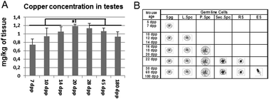 Graphical abstract: Atp7a and Atp7b regulate copper homeostasis in developing male germ cells in mice