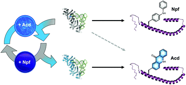 Graphical abstract: Improving target amino acid selectivity in a permissive aminoacyl tRNA synthetase through counter-selection