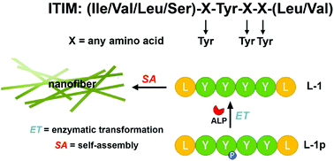 Graphical abstract: Enzymatic self-assembly of an immunoreceptor tyrosine-based inhibitory motif (ITIM)