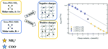 Graphical abstract: New design of hydrogels with tuned electro-osmosis: a potential model system to understand electro-kinetic transport in biological tissues