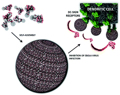 Graphical abstract: Antiviral activity of self-assembled glycodendro[60]fullerene monoadducts