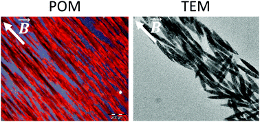 Graphical abstract: Liquid crystalline phases from polymer functionalized ferri-magnetic Fe3O4 nanorods