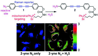 Graphical abstract: A ratiometric Raman probe for live-cell imaging of hydrogen sulfide in mitochondria by stimulated Raman scattering