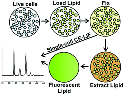 Graphical abstract: “Fix and assay”: separating in-cellulo sphingolipid reactions from analytical assay in time and space using an aldehyde-based fixative