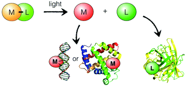 Graphical abstract: Why develop photoactivated chemotherapy?