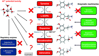 Graphical abstract: The interaction of aluminum with catecholamine-based neurotransmitters: can the formation of these species be considered a potential risk factor for neurodegenerative diseases?