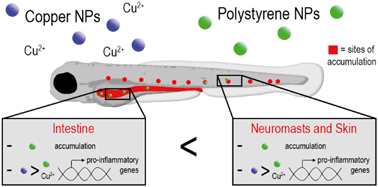 Graphical abstract: Nanoparticles induce dermal and intestinal innate immune system responses in zebrafish embryos