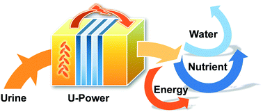 Graphical abstract: Urine-powered synergy of nutrient recovery and urine purification in a microbial electrochemical system