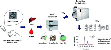 Graphical abstract: Quantitative speciation analysis for the in vivo study of iron metabolism and bioavailability from formula milk fortified with stable isotope enriched iron oxo-hydroxide nanoparticles