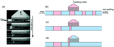 Graphical abstract: Analysis and simulation of multiphase hydrodynamics in capillary microseparators