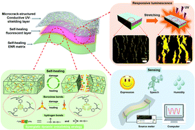 Graphical abstract: A cephalopod-inspired mechanoluminescence material with skin-like self-healing and sensing properties