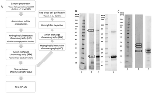 Graphical abstract: Characterization of the metal status of natively purified alpha-synuclein from human blood, brain tissue, or recombinant sources using size exclusion ICP-MS reveals no significant binding of Cu, Fe or Zn