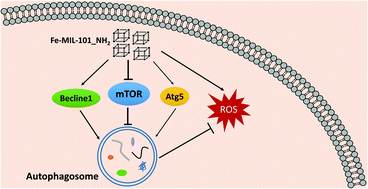 Graphical abstract: Metal–organic frameworks induce autophagy in mouse embryonic fibroblast cells