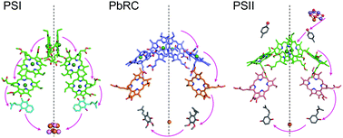 Graphical abstract: Energetic insights into two electron transfer pathways in light-driven energy-converting enzymes