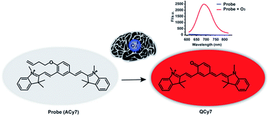 Graphical abstract: In situ visualization of ozone in the brains of mice with depression phenotypes by using a new near-infrared fluorescence probe