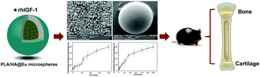 Graphical abstract: Long-term delivery of rhIGF-1 from biodegradable poly(lactic acid)/hydroxyapatite@Eudragit double-layer microspheres for prevention of bone loss and articular degeneration in C57BL/6 mice