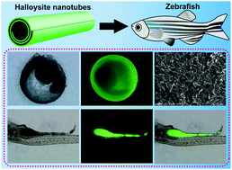 Graphical abstract: In vitro and in vivo toxicity evaluation of halloysite nanotubes