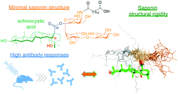 Graphical abstract: Exploiting structure–activity relationships of QS-21 in the design and synthesis of streamlined saponin vaccine adjuvants