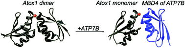 Graphical abstract: The pivotal role of MBD4–ATP7B in the human Cu(i) excretion path as revealed by EPR experiments and all-atom simulations