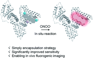 Graphical abstract: Protein encapsulation: a new approach for improving the capability of small-molecule fluorogenic probes