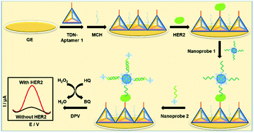 Graphical abstract: A dual-aptamer-based biosensor for specific detection of breast cancer biomarker HER2 via flower-like nanozymes and DNA nanostructures