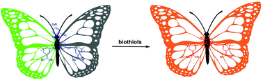 Graphical abstract: Two-isophorone fluorophore-based design of a ratiometric fluorescent probe and its application in the sensing of biothiols