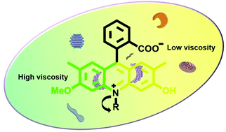 Graphical abstract: Acridinium benzoates for ratiometric fluorescence imaging of cellular viscosity