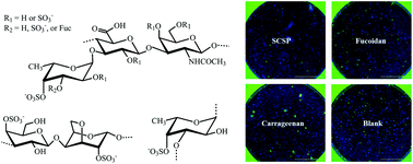 Graphical abstract: Inhibitory activities of marine sulfated polysaccharides against SARS-CoV-2