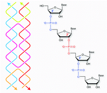 Graphical abstract: Hybrid DNA/RNA nanostructures with 2′-5′ linkages