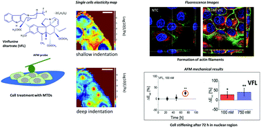 Graphical abstract: Stiffening of DU145 prostate cancer cells driven by actin filaments – microtubule crosstalk conferring resistance to microtubule-targeting drugs