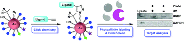 Graphical abstract: Clickable gold-nanoparticles as generic probe precursors for facile photoaffinity labeling application