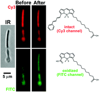 Graphical abstract: Photooxidation mediated by 11-cis and all-trans retinal in single isolated mouse rod photoreceptors