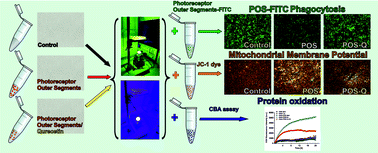 Graphical abstract: Quercetin protects ARPE-19 cells against photic stress mediated by the products of rhodopsin photobleaching