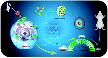 Graphical abstract: Self-assembled amphiphilic fluorescent probe: detecting pH-fluctuations within cancer cells and tumour tissues