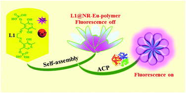 Graphical abstract: A feasible self-assembled near-infrared fluorescence sensor for acid phosphatase detection and cell imaging