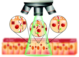 Graphical abstract: Imaging therapeutic peptide transport across intestinal barriers