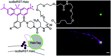 Graphical abstract: A silicon-rhodamine chemical-genetic hybrid for far red voltage imaging from defined neurons in brain slice