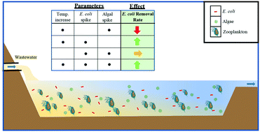 Graphical abstract: Emerging investigator series: interacting effects of environmental factors on Daphnia magna removal of Escherichia coli from wastewater