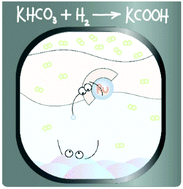Graphical abstract: Homogeneous hydrogenation of saturated bicarbonate slurry to formates using multiphase catalysis