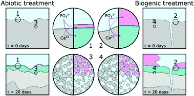 Graphical abstract: (Hydroxy)apatite on cement: insights into a new surface treatment