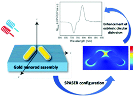 Graphical abstract: Engineering chiral plasmonic nanostructures for gain-assisted plasmon amplification and tunable enhancement of circular dichroism