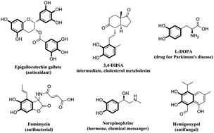 Graphical abstract: Recent developments in synthesis of catechols by Dakin oxidation