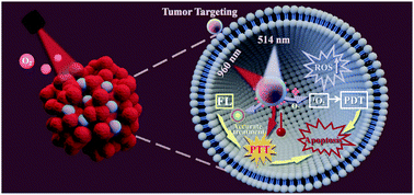 Graphical abstract: Confined in situ polymerization in a nanoscale porphyrinic metal–organic framework for fluorescence imaging-guided synergistic phototherapy