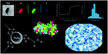 Graphical abstract: OBP-functionalized/hybrid superparamagnetic nanoparticles for Candida albicans treatment